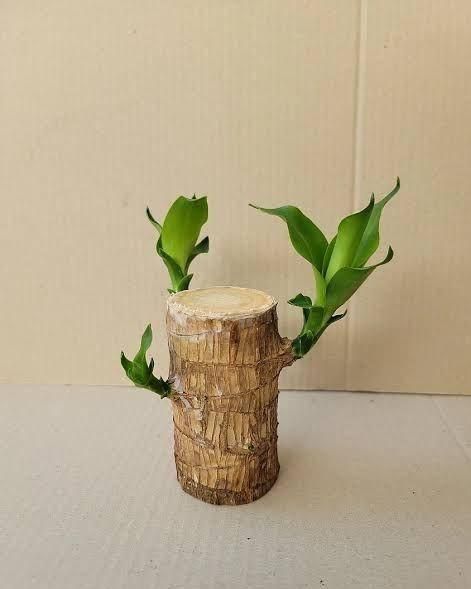 Brazilian Lucky Wood Indoor Plant for Home Décor (Pack of 1)