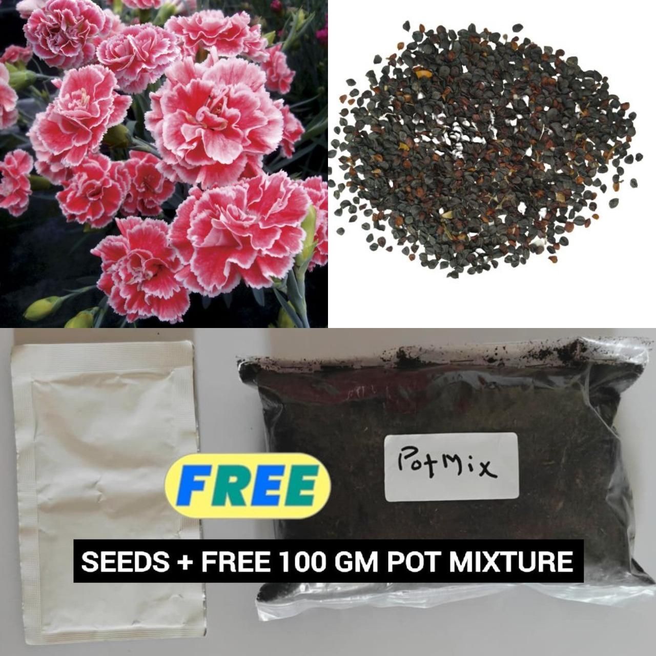 Carnation Flower Seeds with Free Pot Mixture (100g) – Easy Home Gardening