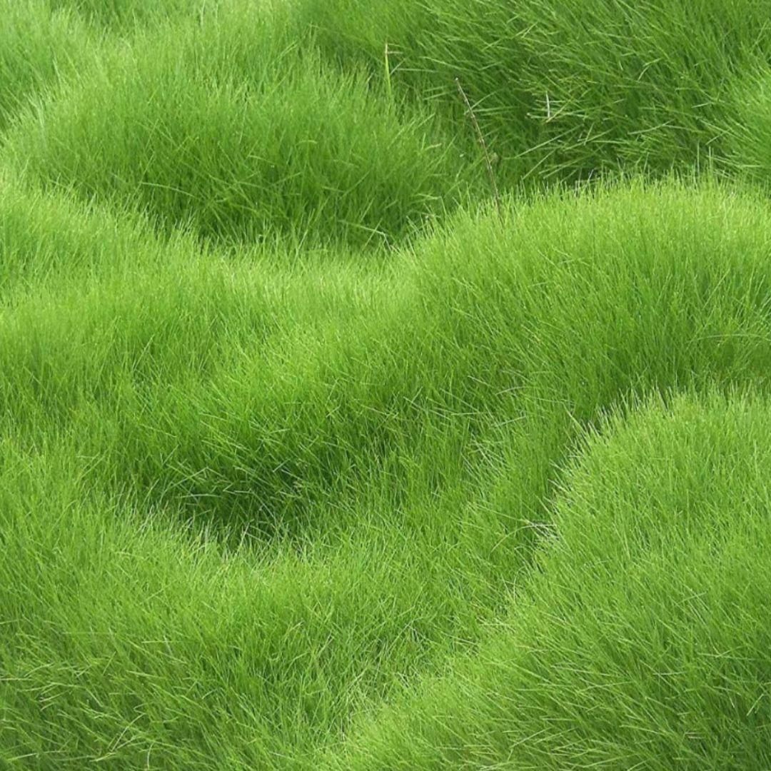 Hybrid Lawn Grass Seeds for Home Gardening – Pack of 100 Seeds