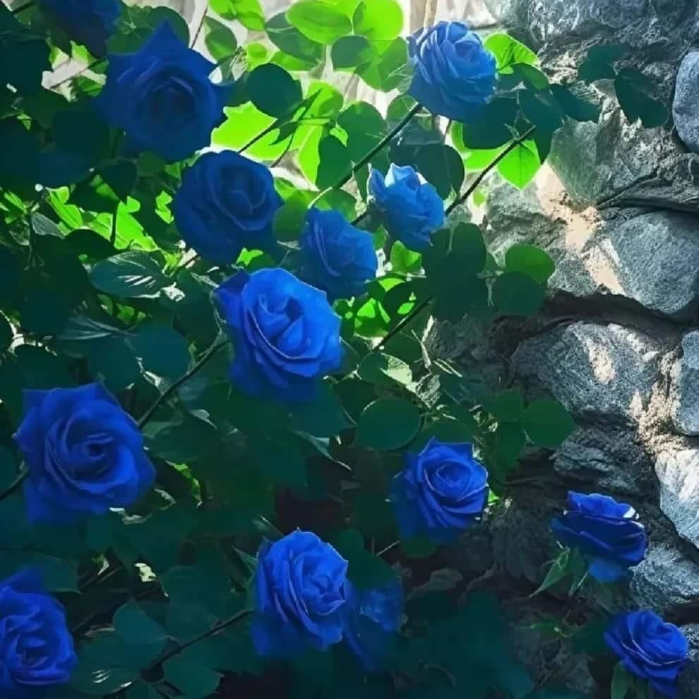 Blue Climbing Rose Seeds for Garden & Fence Decoration (Pack of 1)