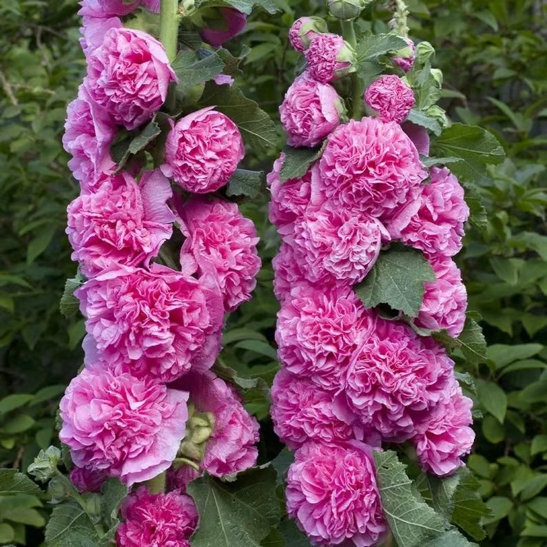 Imported Hollyhock Flower Seeds – Multicolor Tall Garden Blooms