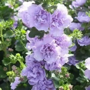 Imported Hollyhock Flower Seeds – Multicolor Tall Garden Blooms