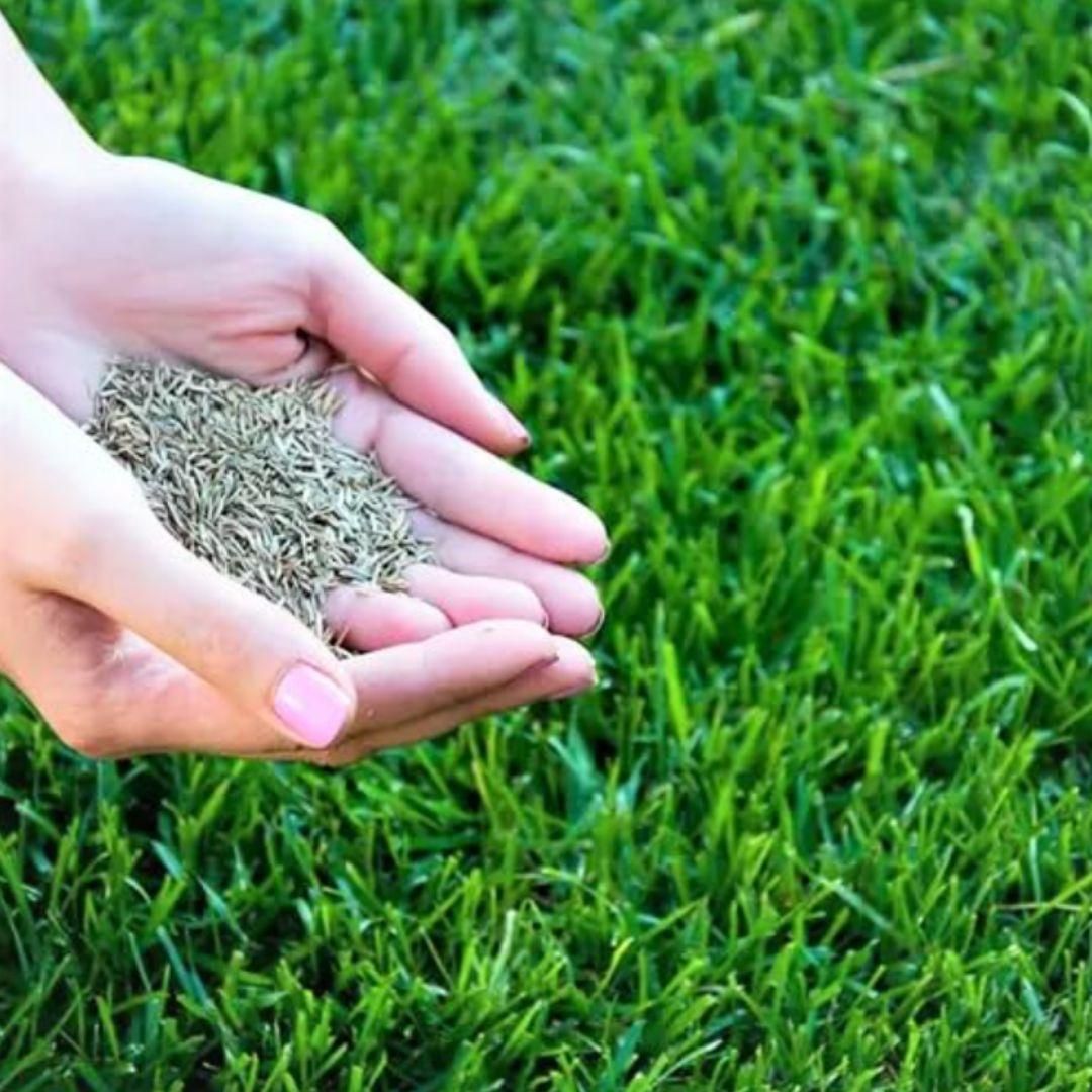 Hybrid Lawn Grass Seeds for Home Gardening – Pack of 100 Seeds