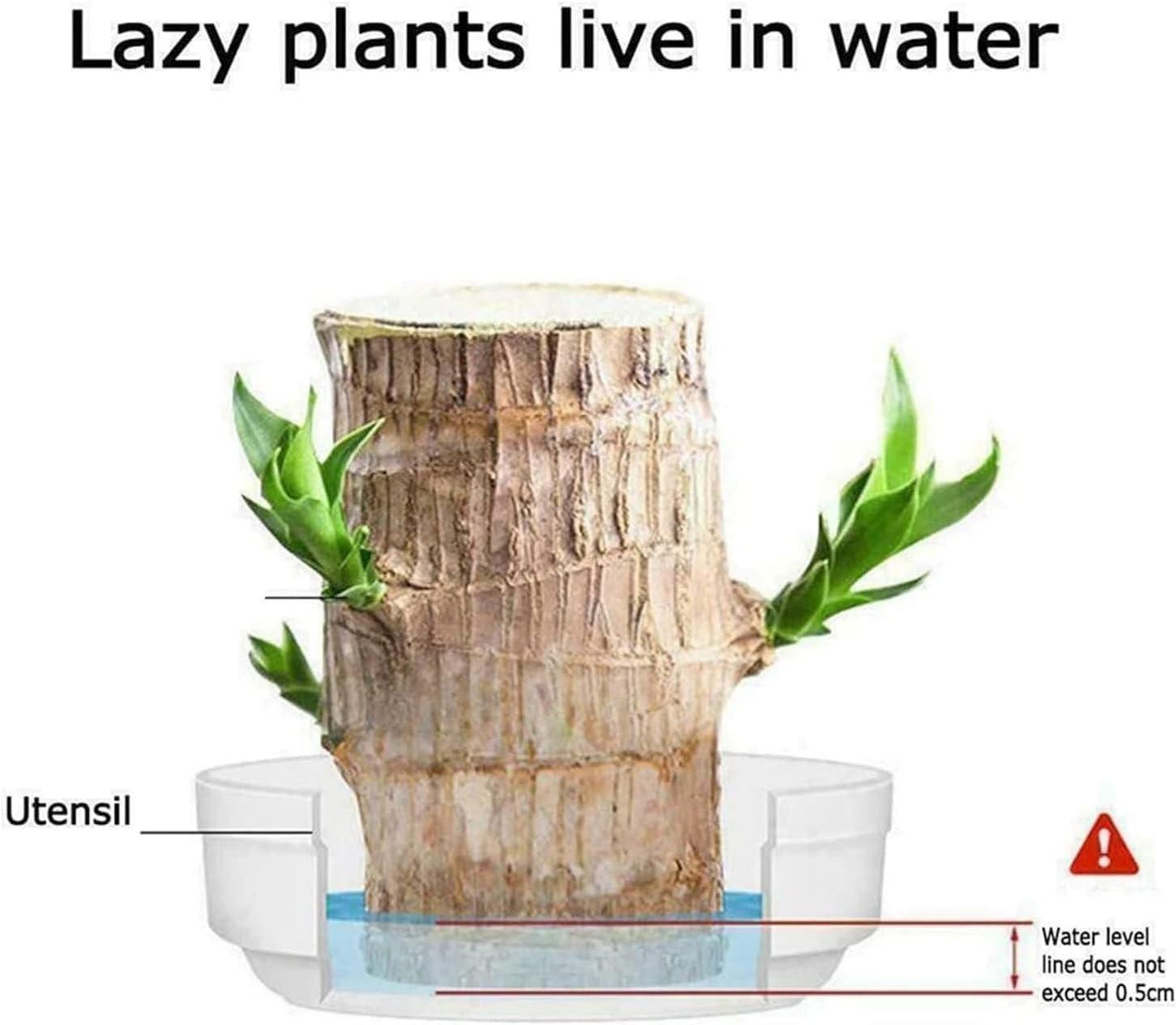 Brazilian Lucky Wood Indoor Plant for Home Décor (Pack of 1)