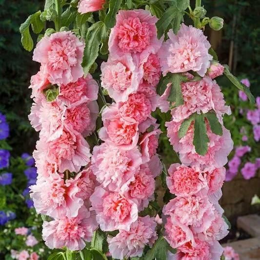 Imported Hollyhock Flower Seeds – Multicolor Tall Garden Blooms