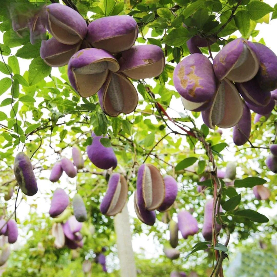 August Melon Seeds for Home Gardening – Exotic Fruit Seeds (Pack of 1)
