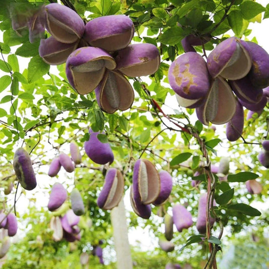 August Melon Seeds for Home Gardening – Exotic Fruit Seeds (Pack of 1)