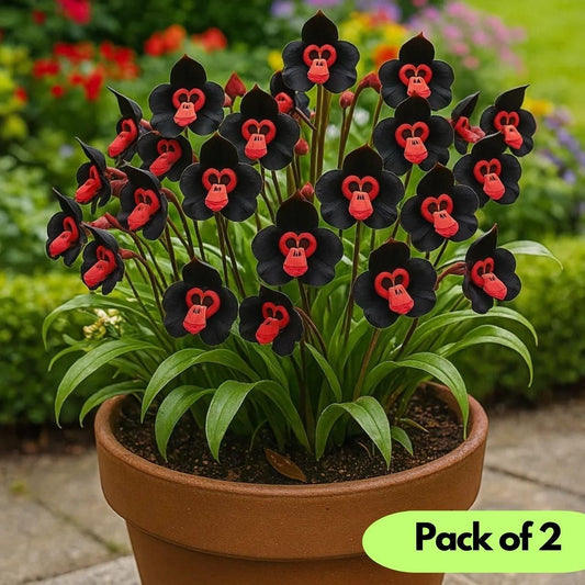 Rare Monkey Face Seeds Pack of 2