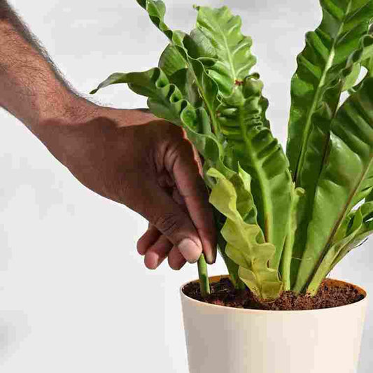 Plant Grow Fertilizer Sticks – Slow Release Nutrient Sticks (25 Sticks)