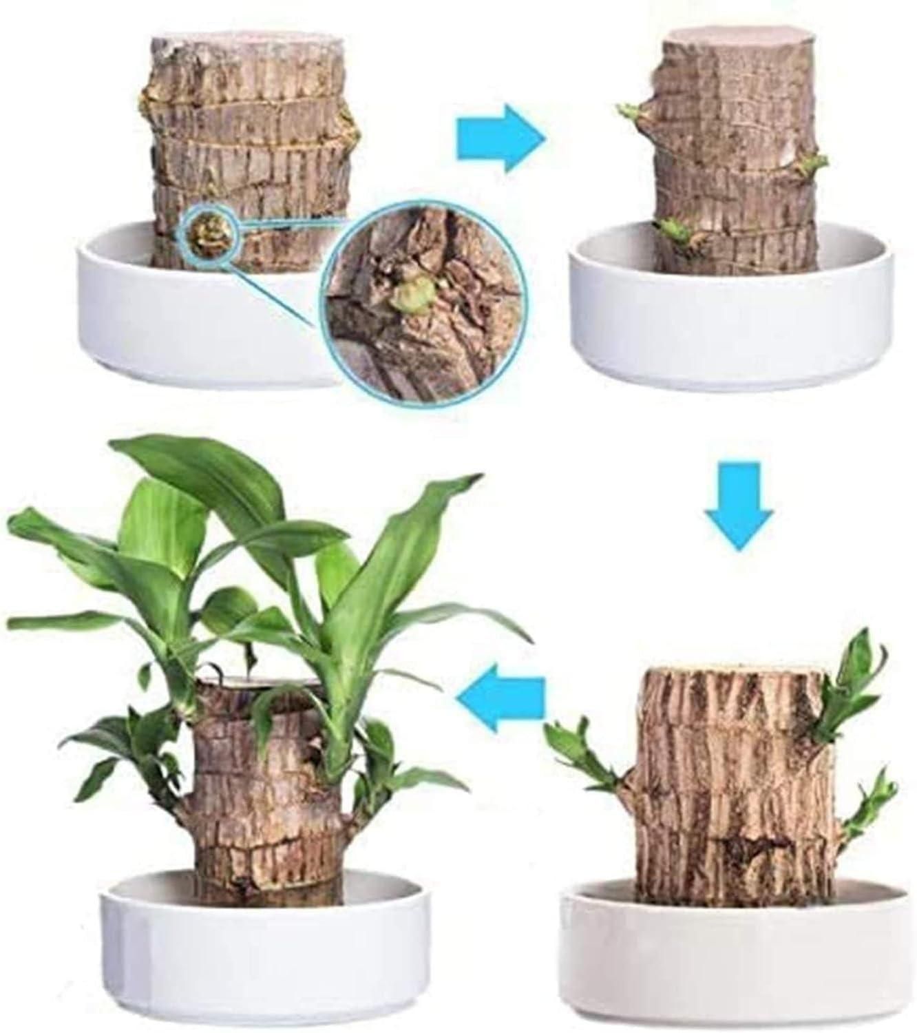 Brazilian Lucky Wood Indoor Plant for Home Décor (Pack of 1)