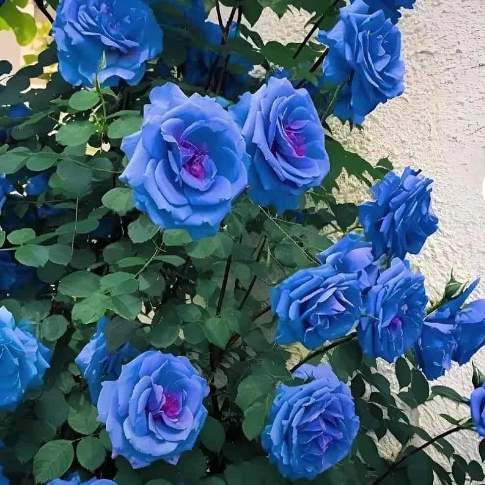 Blue Climbing Rose Seeds for Garden & Fence Decoration (Pack of 1)