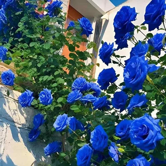 Blue Climbing Rose Seeds for Garden & Fence Decoration (Pack of 1)