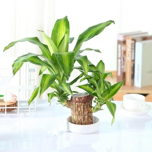 Brazilian Lucky Wood Indoor Plant for Home Décor (Pack of 1)