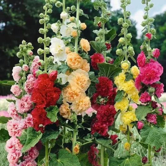 Imported Hollyhock Flower Seeds – Multicolor Tall Garden Blooms