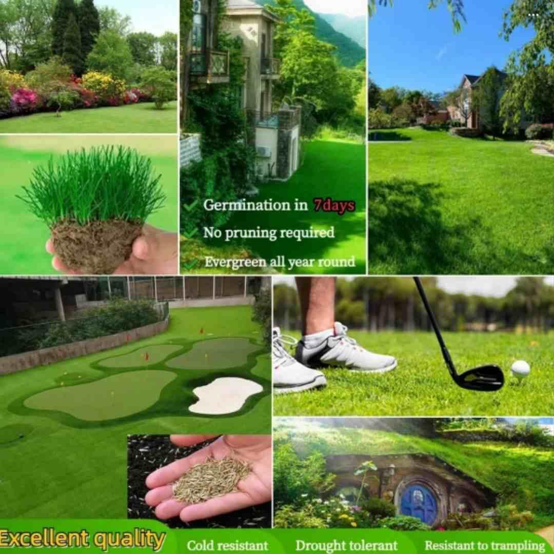 Hybrid Lawn Grass Seeds for Home Gardening – Pack of 100 Seeds