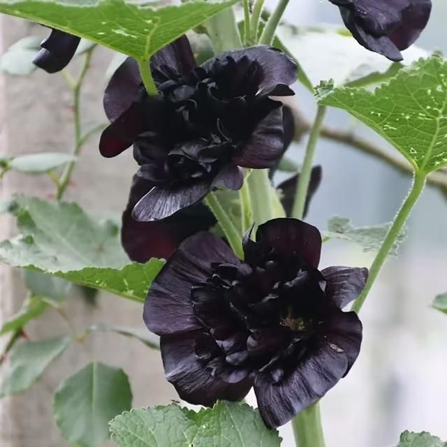 Imported Hollyhock Flower Seeds – Multicolor Tall Garden Blooms