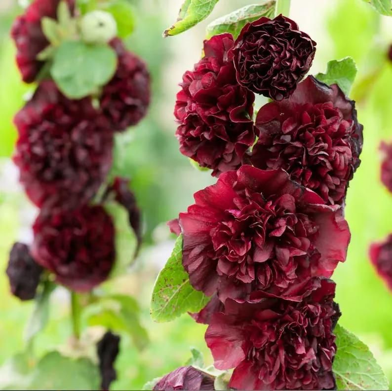 Imported Hollyhock Flower Seeds – Multicolor Tall Garden Blooms