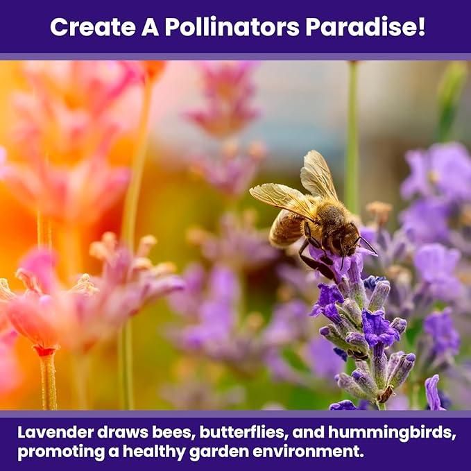 Lavender Seeds for Planting – Fragrant Flower Seeds (350g)