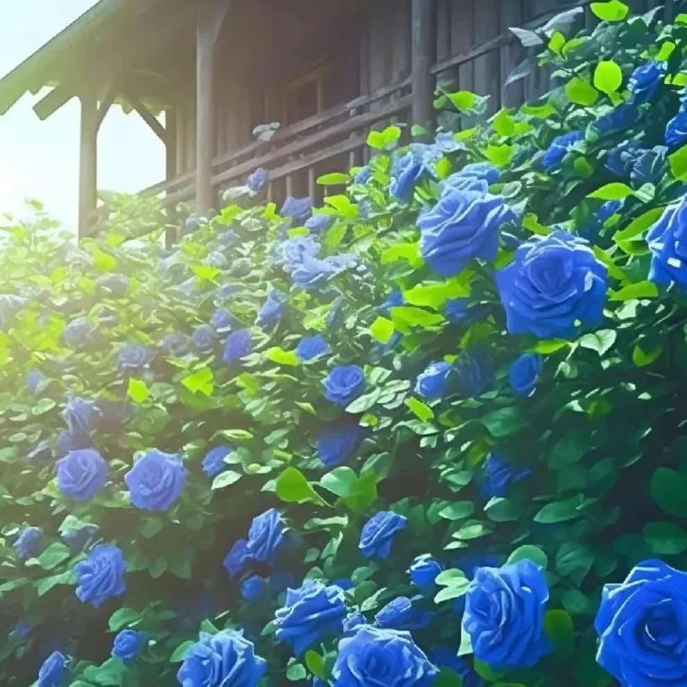Blue Climbing Rose Seeds for Garden & Fence Decoration (Pack of 1)