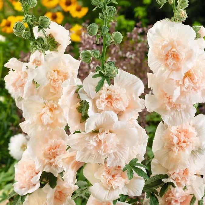 Imported Hollyhock Flower Seeds – Multicolor Tall Garden Blooms