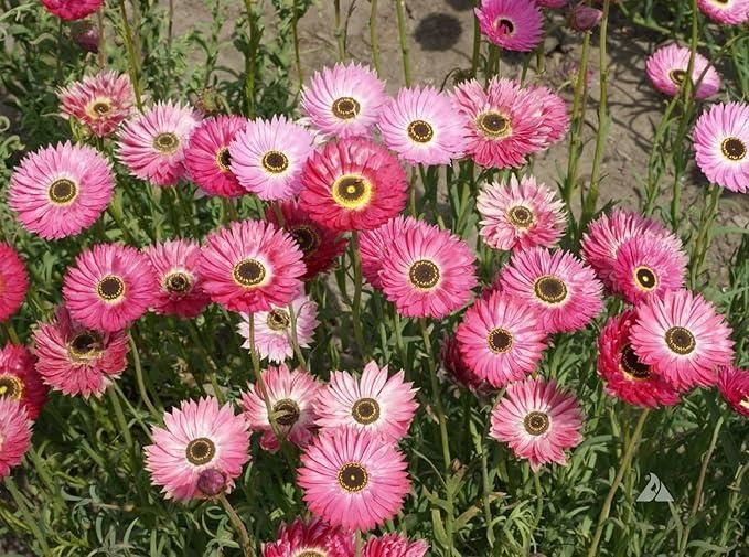 Acroclinium Mix Flower Seeds(40 Seeds Approx.) With Free Plant Growth Booster And Supplement (Pack of 1)