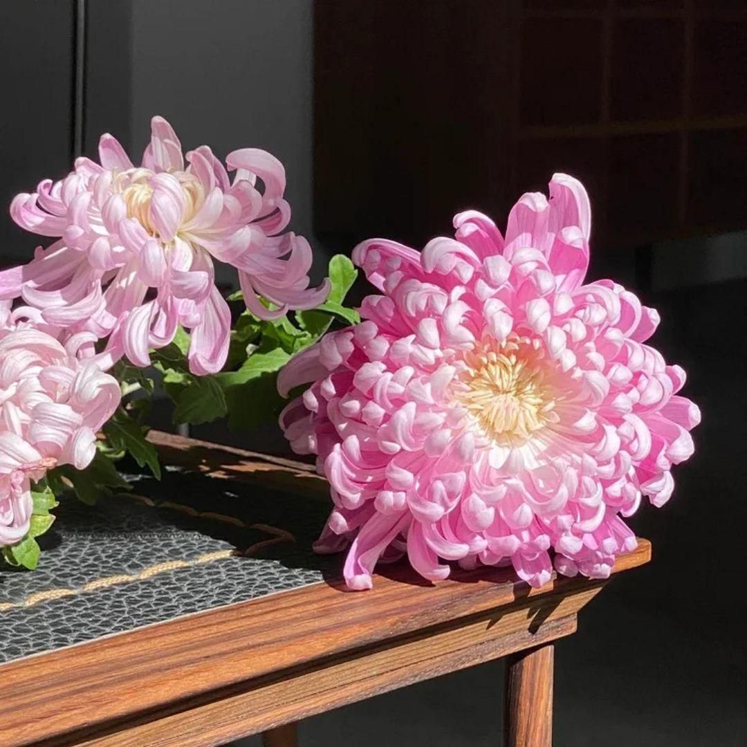 Giant Chrysanthemum Seeds