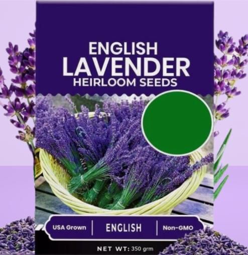 Lavender Seeds for Planting – Fragrant Flower Seeds (350g)