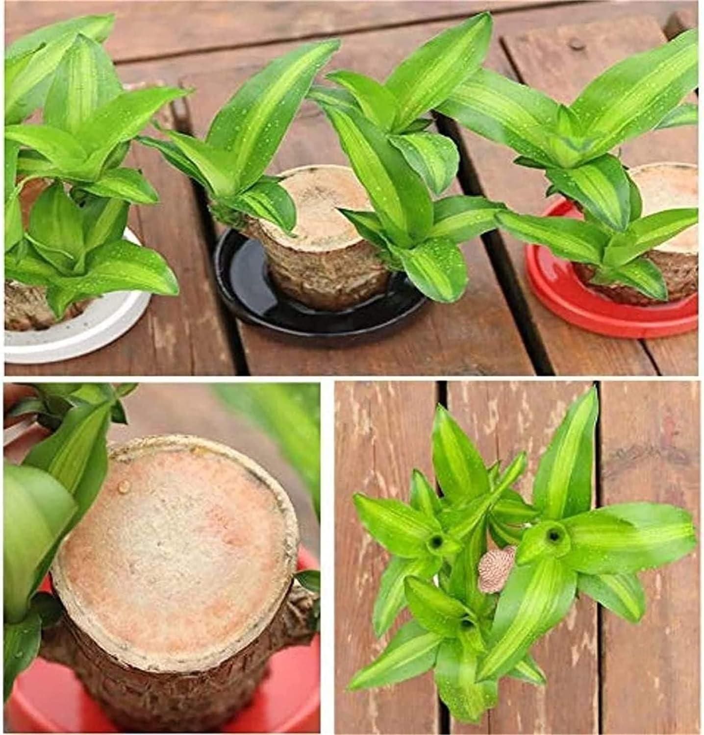 Brazilian Lucky Wood Indoor Plant for Home Décor (Pack of 1)