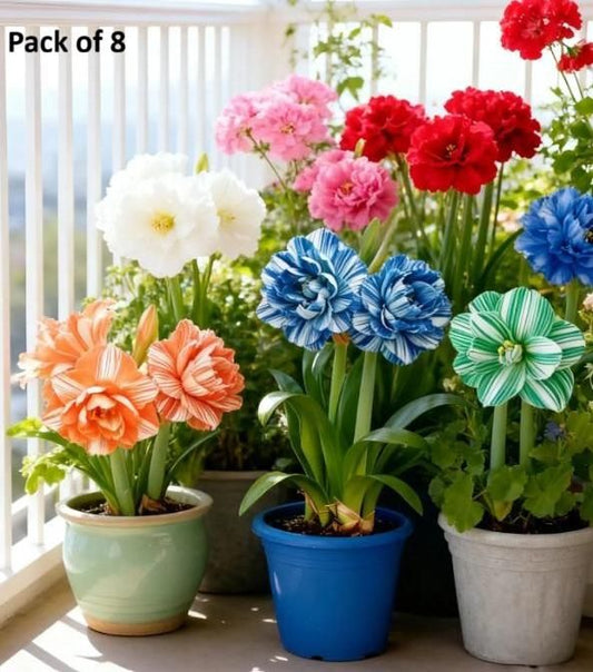 Rare Daffodil Bulbs with Plant Growth Supplement (Pack of 8)