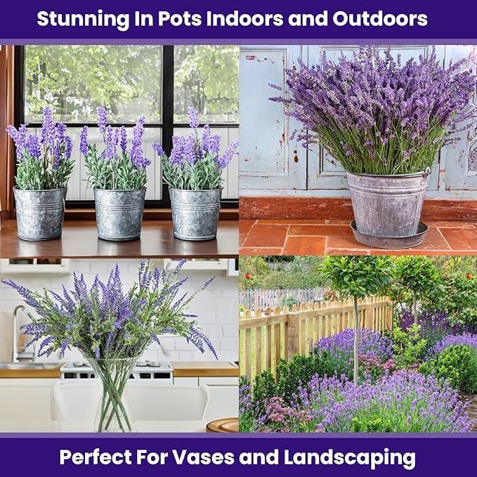 Lavender Seeds for Planting – Fragrant Flower Seeds (350g)